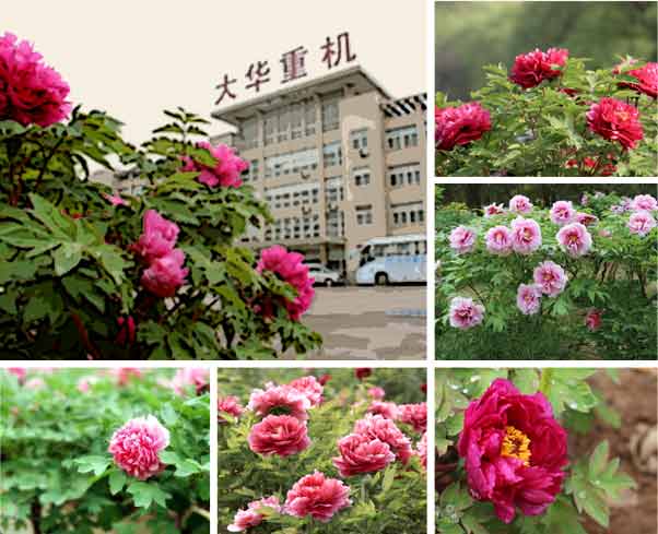 大華重工牡丹花會破碎機優(yōu)惠活動-公司概括